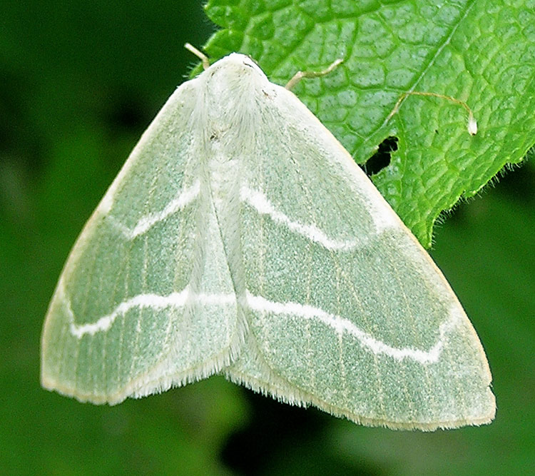 Zweibindiger Nadelwald-Spanner, Hylaea fasciaria